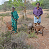 Self employment Assistance-Goat rearing